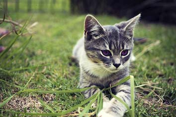 Milton FL Veterinarian - Santa Rosa Veterinary Clinic Kitten in Grass